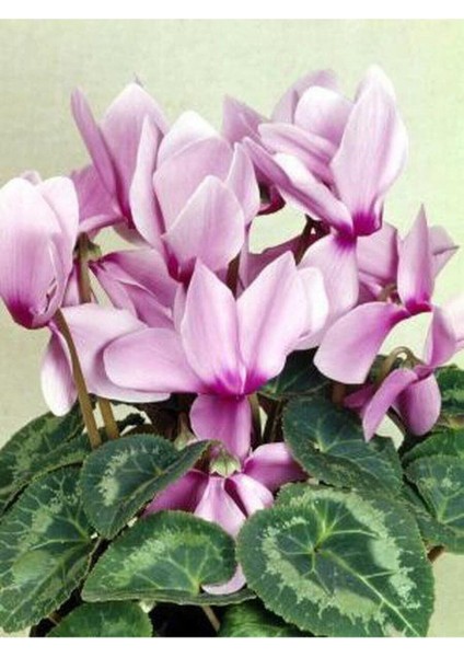 Canlı Saksılı Lila Sıklamen Çiçeği Fidanı Hediyelik Bitki