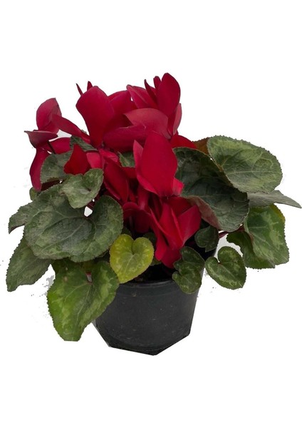 Sıklamen Hediyelik Çiçek