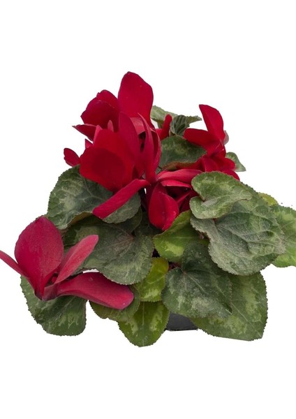 Sıklamen Hediyelik Çiçek fiyatları