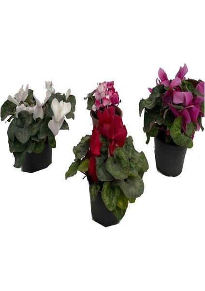 Sıklamen Hediyelik Çiçek modelleri