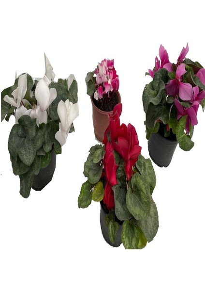 Sıklamen Hediyelik Çiçek fırsatları