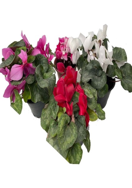 Sıklamen Hediyelik Çiçek indirimleri