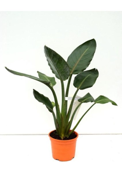 Orta Boy Starliçe Üretim Saksılı Strelitzia 50 - 70 cm Salon Çiçeği