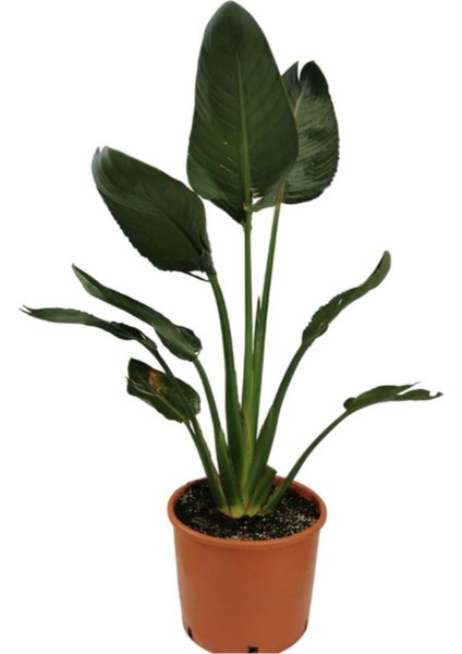 Orta Boy Starliçe Üretim Saksılı Strelitzia 50 - 70 cm Salon Çiçeği