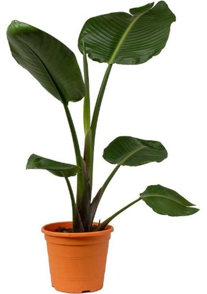 Orta Boy Starliçe Üretim Saksılı Strelitzia 50 - 70 cm Salon Çiçeği