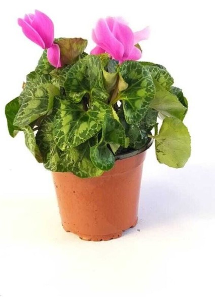 Sıklamen Çiçeği, Cyclaemen, Tavşankulağı, Çiçekli Bitki Hediyelik Bitki fiyatları