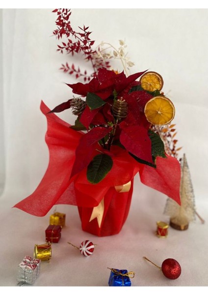 Hediyelik Yılbaşına Özel Süslemeli Atatürk Çiçeği Kozalak-Portakal Dahildir