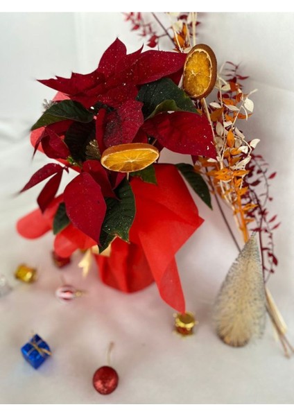 Hediyelik Yılbaşına Özel Süslemeli Atatürk Çiçeği Kozalak-Portakal Dahildir modelleri