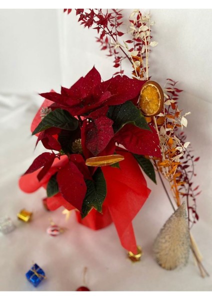 Hediyelik Yılbaşına Özel Süslemeli Atatürk Çiçeği Kozalak-Portakal Dahildir fırsatları