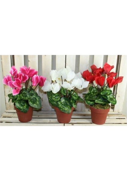 Siklamen Çiçeği Hediyelik Çiçek fiyatları