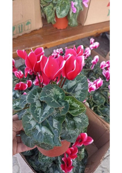 Sıklamen Hediyelik Çiçek