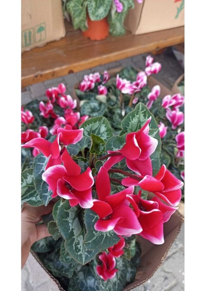 Sıklamen Hediyelik Çiçek fiyatları