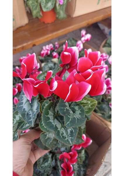 Sıklamen Hediyelik Çiçek fırsatları