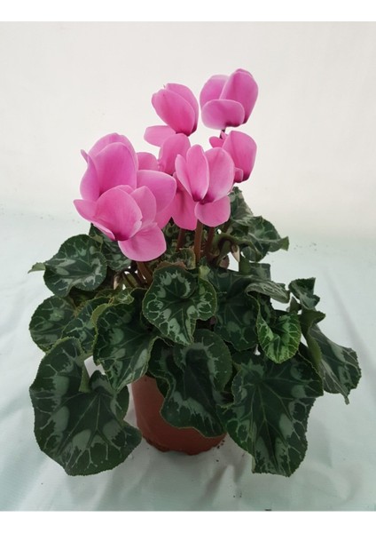 Sıklamen / Tavşan Kulağı / Cyclamen Alacalı Koyu Lila Hediyelik Çiçek