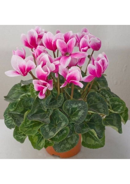 Canlı Sıklamen Çok Büyük Boy Pembe Beyaz Hediyelik Çiçek