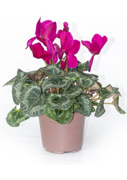 Siklamen Çiçeği Mor Ithal Büyük Boy Hediyelik Bitki