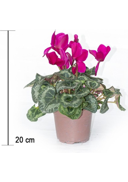 Siklamen Çiçeği Mor Ithal Büyük Boy Hediyelik Bitki fiyatları