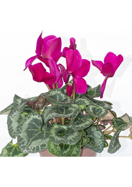 Siklamen Çiçeği Mor Ithal Büyük Boy Hediyelik Bitki modelleri