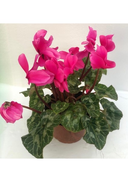 Sıklamen Çiçeği Cyclamen 20 cm - 30 cm Cyclamen fiyatları