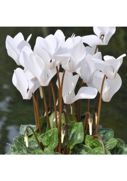 Beyaz Siklamen Çiçeği 5 Adet Cyclamen