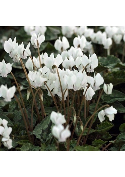 Beyaz Siklamen Çiçeği 5 Adet Cyclamen modelleri