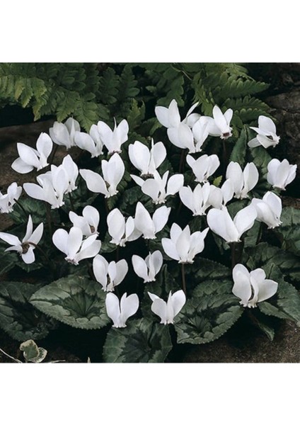 Beyaz Siklamen Çiçeği 5 Adet Cyclamen fırsatları