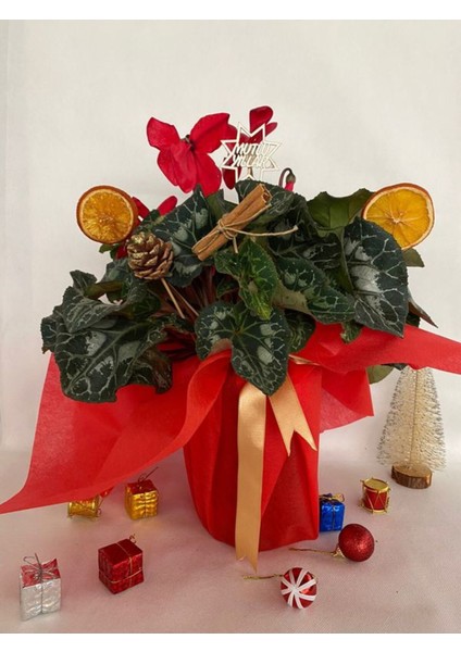Yılbaşı Hediyesi Kırmızı Renk Sıklamen Çiçeği Süslemeli (Portakal + Kozalak Dahildir)