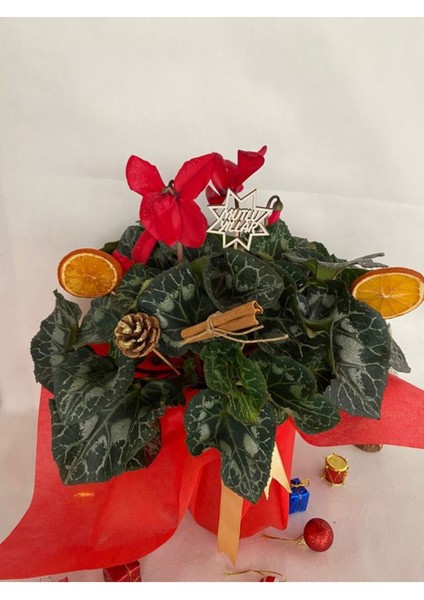Yılbaşı Hediyesi Kırmızı Renk Sıklamen Çiçeği Süslemeli (Portakal + Kozalak Dahildir) fiyatları