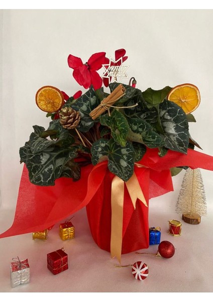 Yılbaşı Hediyesi Kırmızı Renk Sıklamen Çiçeği Süslemeli (Portakal + Kozalak Dahildir) modelleri
