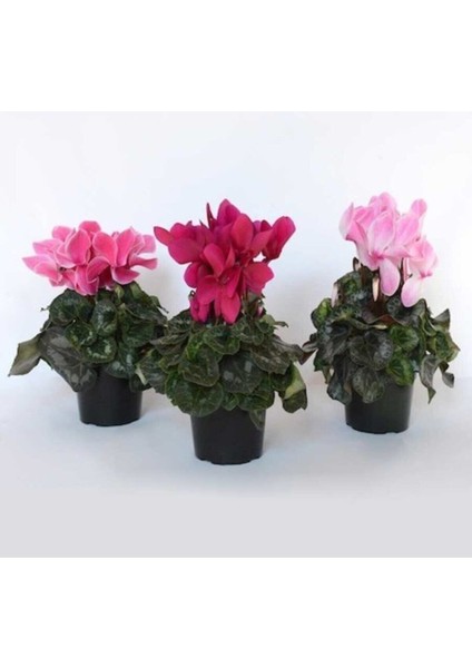 Sıklamen Çiçeği Hediyelik Çiçek