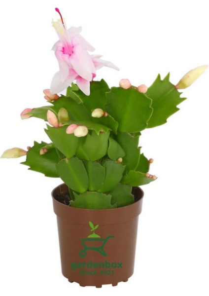 Yılbaşı Kaktüsü Beyaz Renk Yılbaşı Çiçeği 10 - 15 cm White Schlumbergera