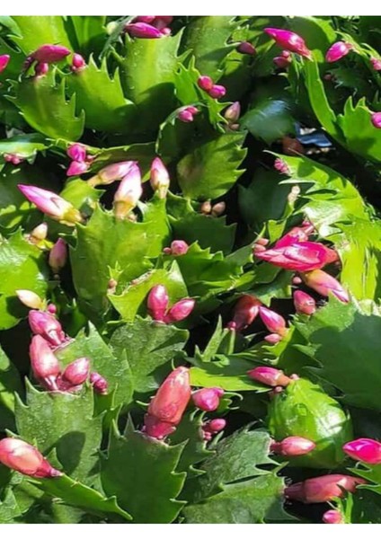 Yılbaşı Kaktüsü Beyaz Renk Yılbaşı Çiçeği 10 - 15 cm White Schlumbergera modelleri