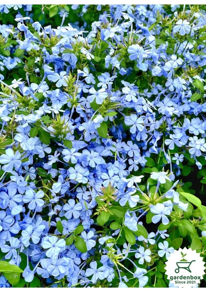 Sarmaşık Mavi Yasemin Fidanı 30 - 60 cm (Blue Jasmine)