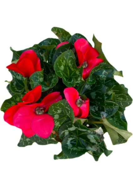 Sıklamen Çiçeği Kırmızı - Cyclamen 20 - 30 cm Çiçekli Bodur Bitki fiyatları
