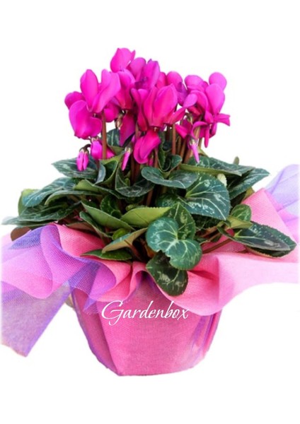 Kadınlar Günü Hediyesi Fuşya Renk Sıklamen Çiçeği 1 Adet Hediye Paketli