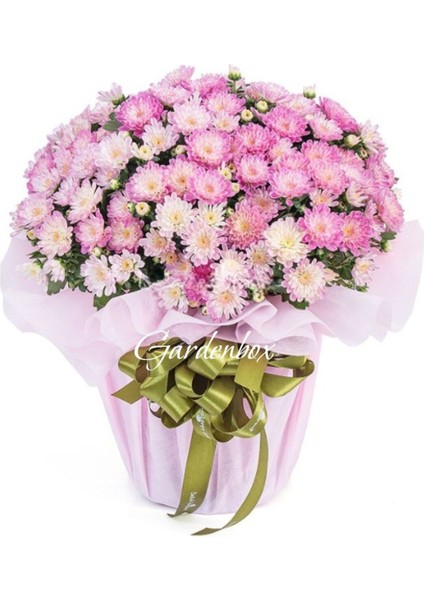 Sevgililer Günü Hediyesi Pembe Renk Kasımpatı Çiçeği Hediye Paketli