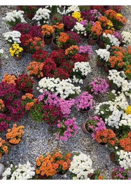 Sevgililer Günü Hediyesi Pembe Renk Kasımpatı Çiçeği Hediye Paketli fiyatları