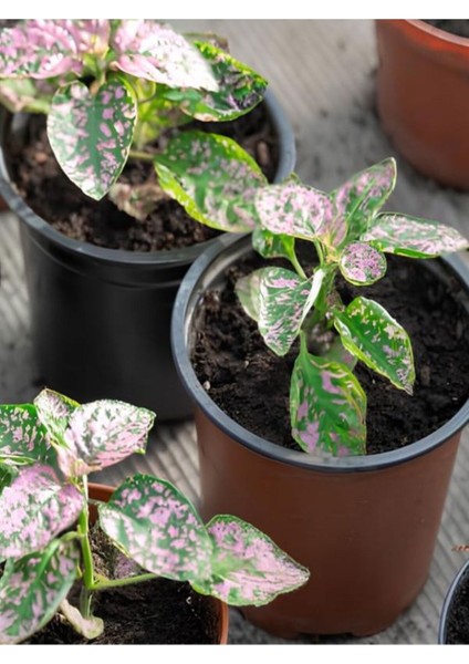 Pink Hypoestes Çiçeği Pembe Hostes 1 Adet Saksılı