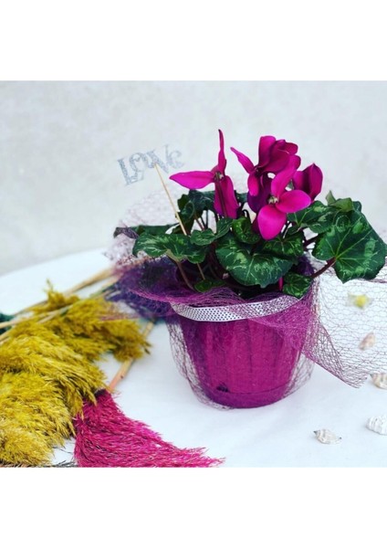 Sıklamen Çiçeği Hediyelik Ofis Bitkisi Çiçekli