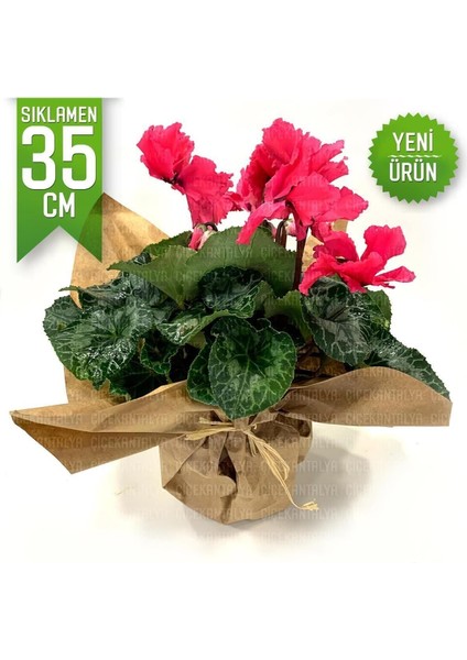 Pembe Cyclamen Sıklamen Saksı Çiçeği 35 cm Çiçekli Bodur Bitki