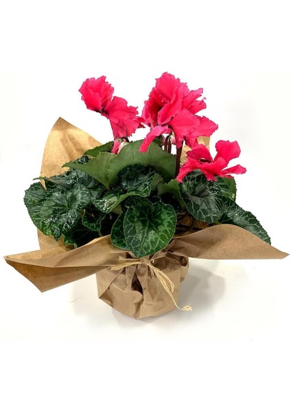 Pembe Cyclamen Sıklamen Saksı Çiçeği 35 cm Çiçekli Bodur Bitki fiyatları