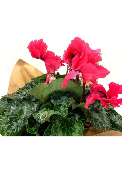 Pembe Cyclamen Sıklamen Saksı Çiçeği 35 cm Çiçekli Bodur Bitki modelleri