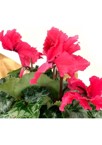 Pembe Cyclamen Sıklamen Saksı Çiçeği 35 cm Çiçekli Bodur Bitki fırsatları