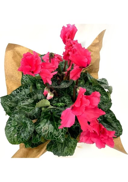 Pembe Cyclamen Sıklamen Saksı Çiçeği 35 cm Çiçekli Bodur Bitki indirimleri