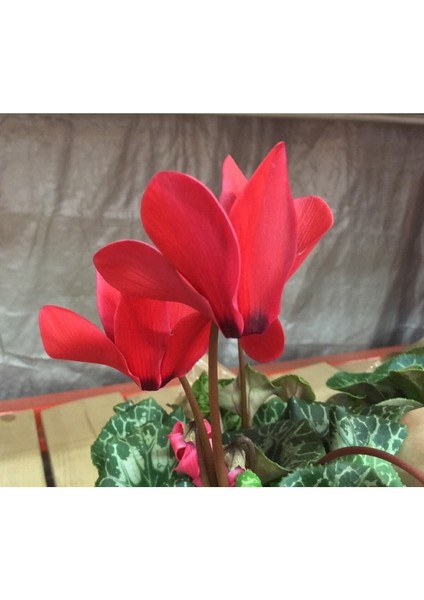 Kırmızı Sıklamen Çiçeği 3 Adet Cyclamen fırsatları