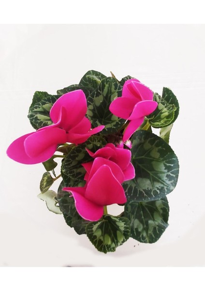 Sıklamen Çiçeği - Cyclamen 20-30 cm Hediyelik Bitki