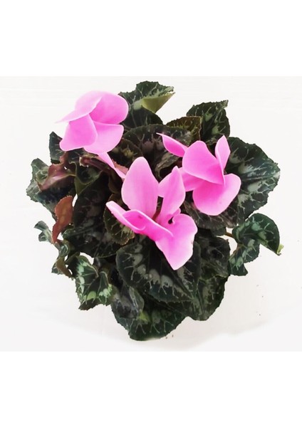 Sıklamen Çiçeği - Cyclamen 20-30 cm Hediyelik Bitki fiyatları