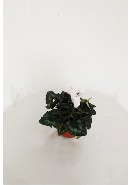 Sıklamen Çiçeği - Cyclamen 20-30 cm Hediyelik Bitki modelleri