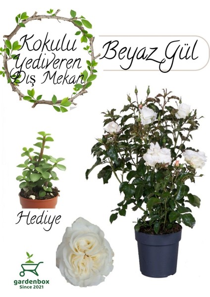 Mis Kokulu Canlı Beyaz Renk Gül 30-40CM+ Yeşim Çiçeği Hediye