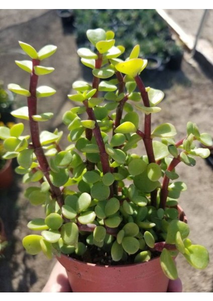 Mis Kokulu Canlı Beyaz Renk Gül 30-40CM+ Yeşim Çiçeği Hediye modelleri